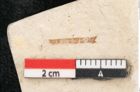 Foto (Detailansicht) von Arbutus serra Unger (NHMW-GEO-2024-0188-8178)